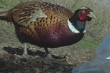 pheasant 25.jpg